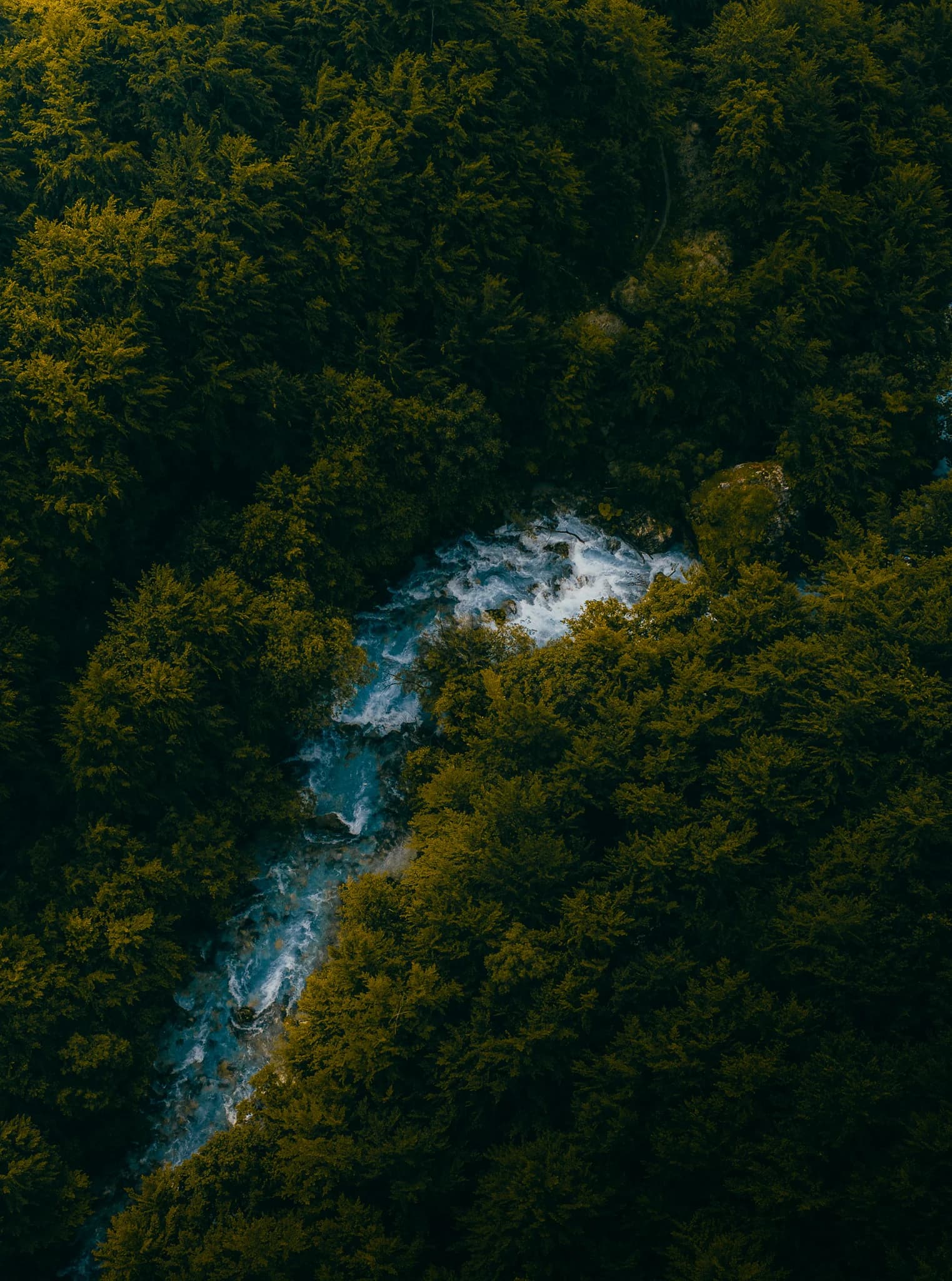 Blue through the forest