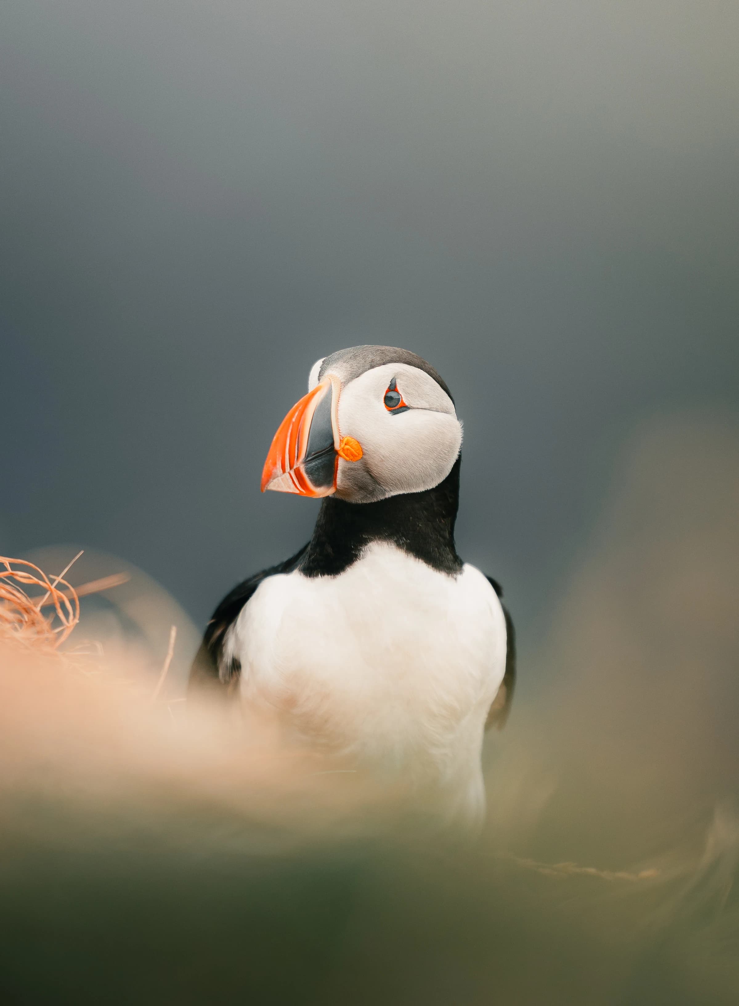 Puffin in the highlands