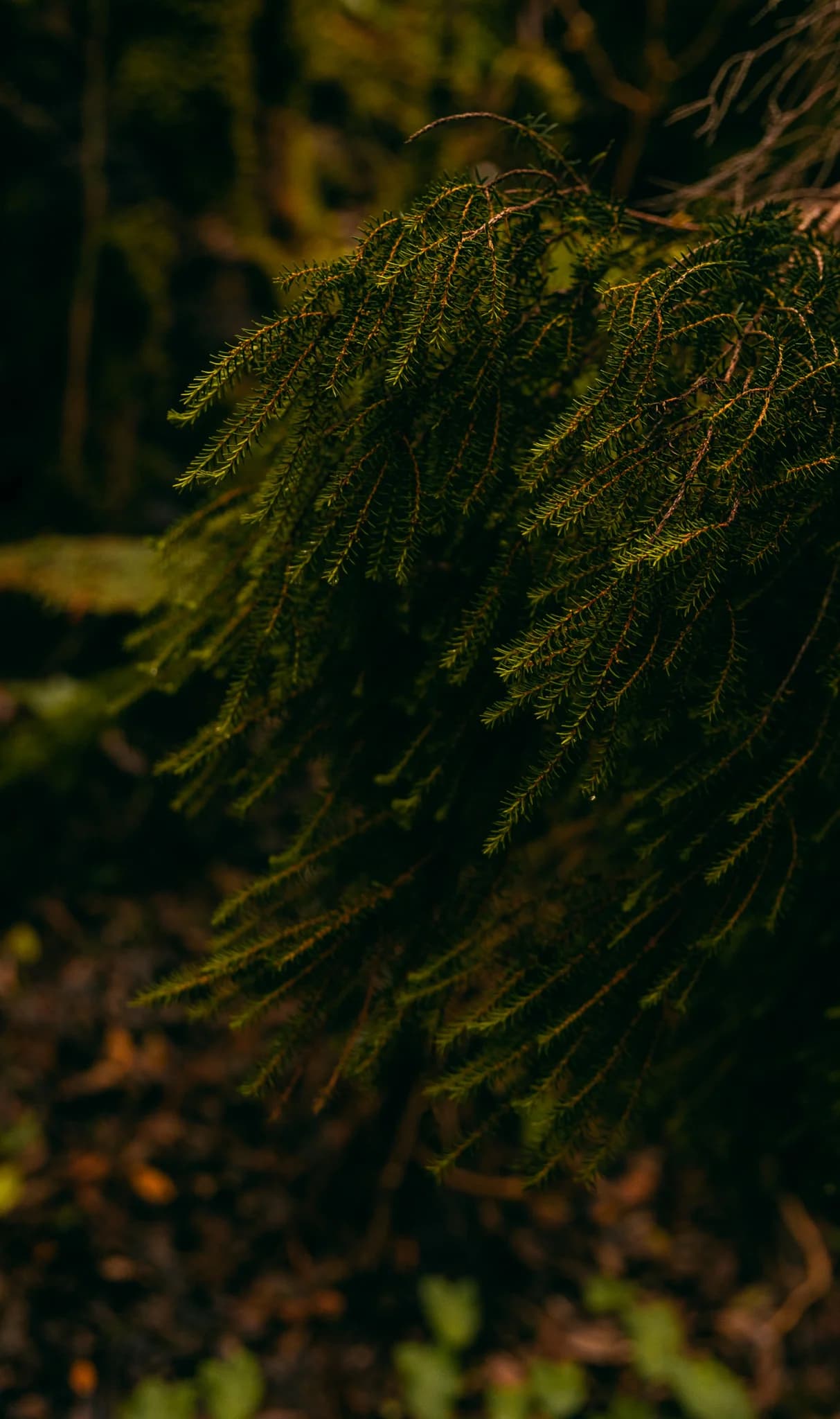 Forest detail