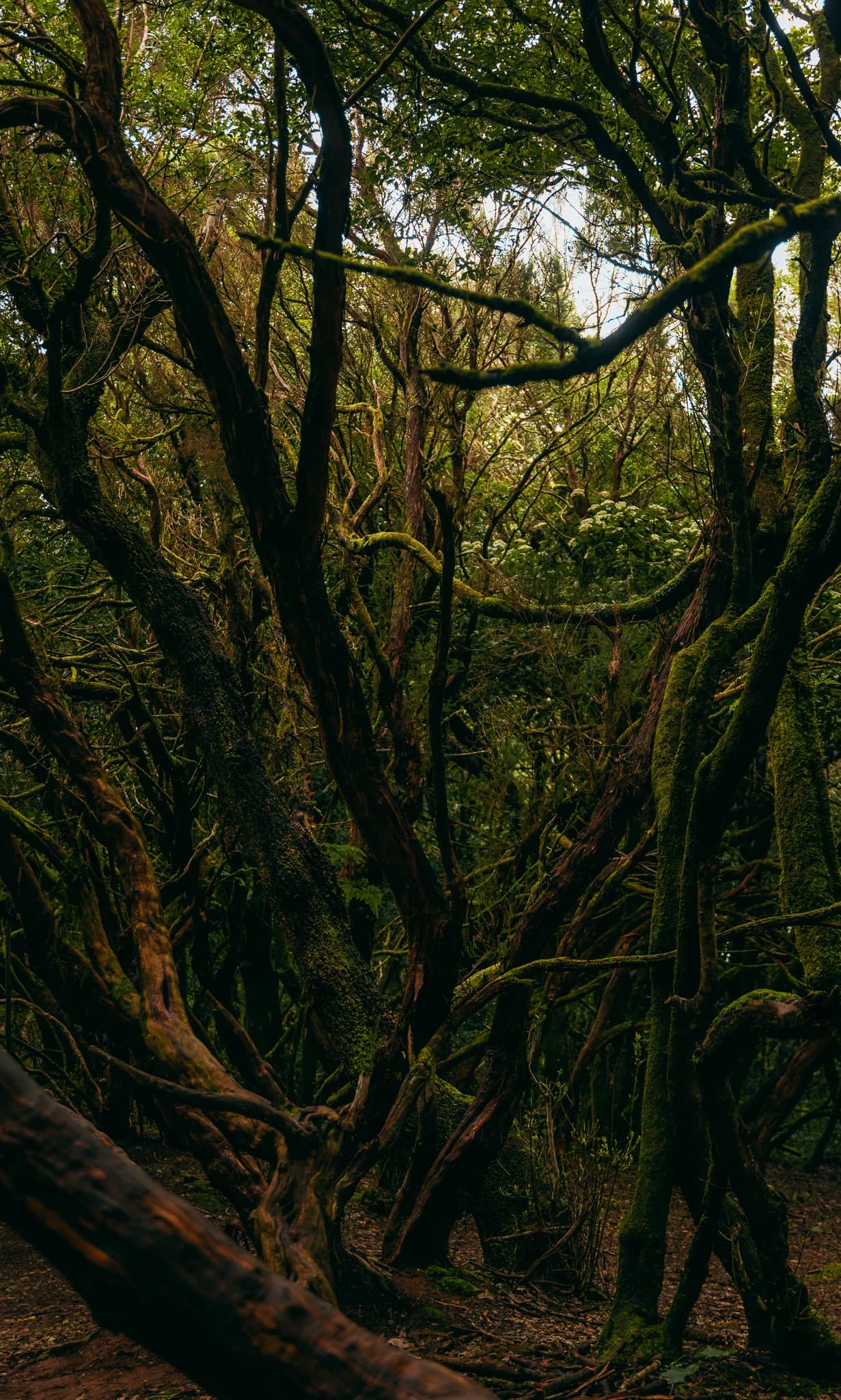 The ancient forest