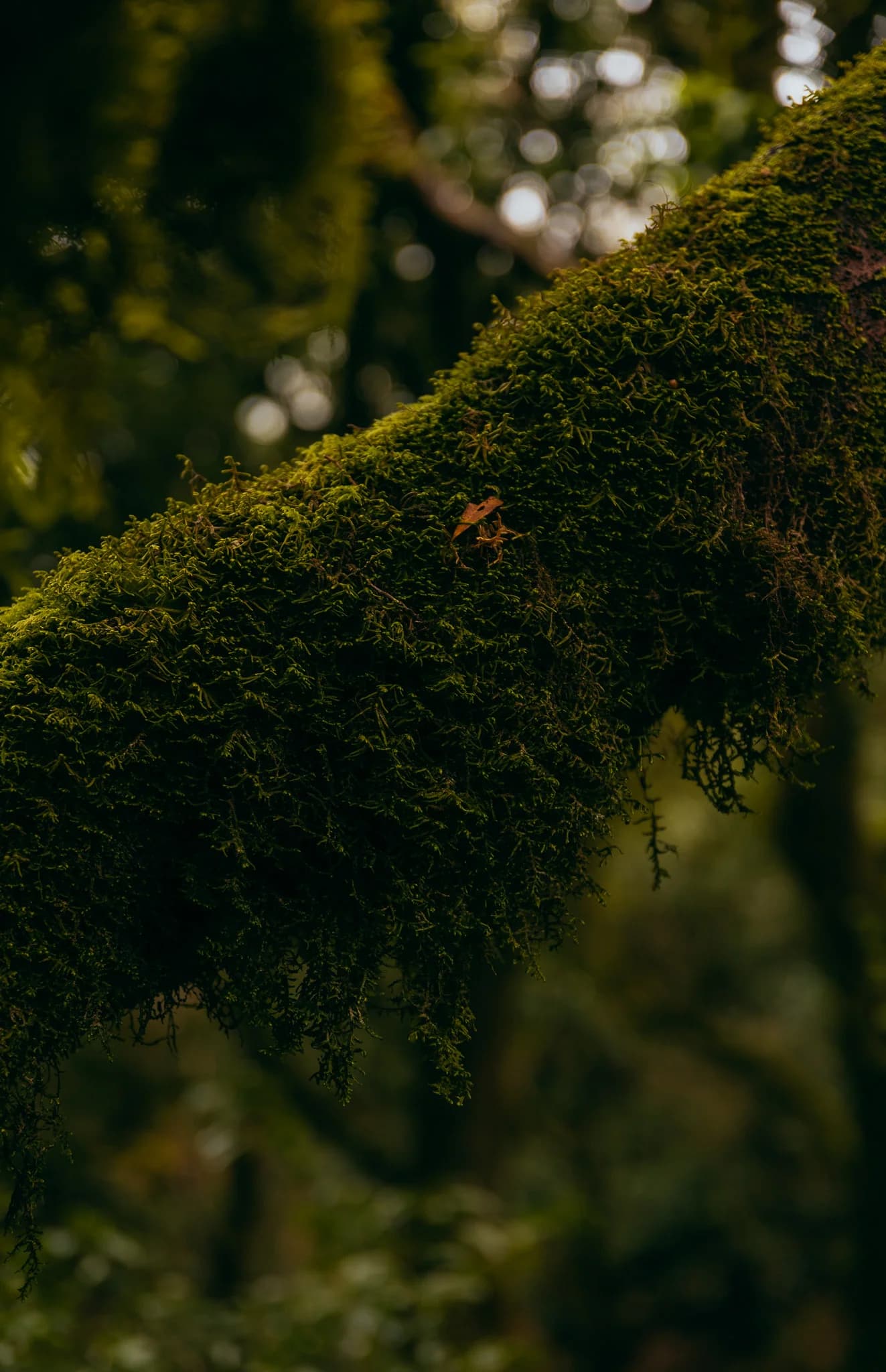 A world in moss