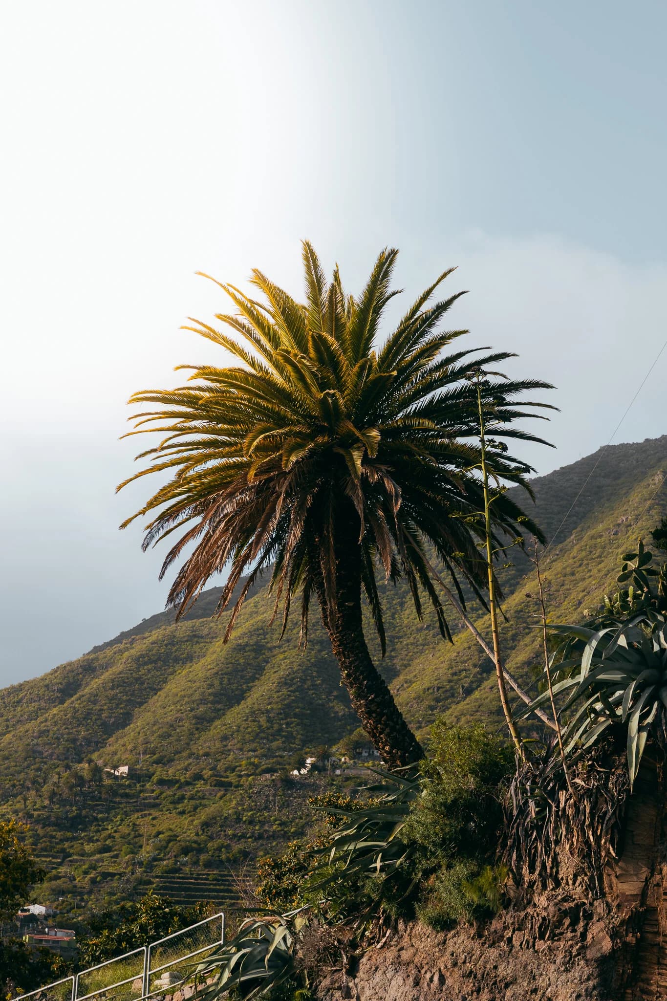 The last palm
