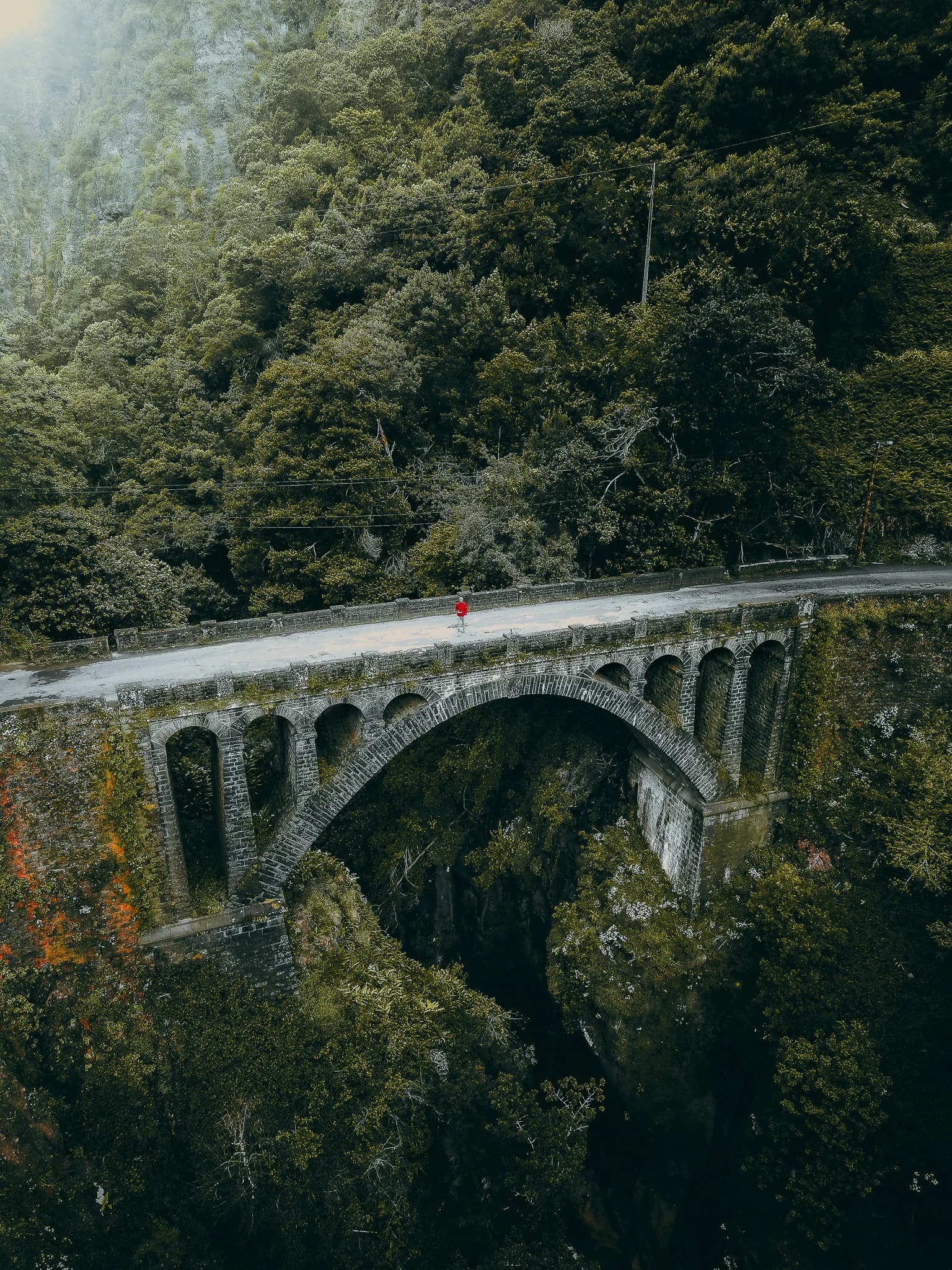 The forest bridge